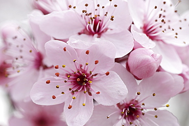 Cherry Plum blossom, Cultivated, Canberra, Australian Capital Territory, Australia