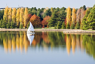 Sailing on Lake Burley Griffin. Poplars, Conifers, Oak trees, Autumn, Cultivated, Canberra, Australian Capital Territory, Australia