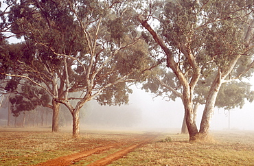 Yellow Box/Red Gum (Eucalyptus species) grassy woodland, Cultivated, Canberra, Australian Capital Territory, Australia