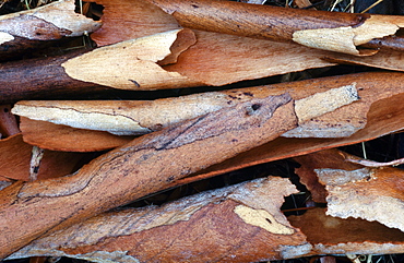 Eucalyptus bark scrolls, Mt Majura, Canberra, Australian Capital Territory, Australia