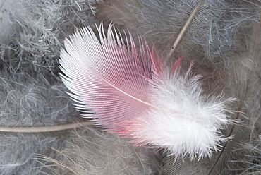 Galah (Kakatoe roseicapilla) feathers, Canberra, Australian Capital Territory, Australia.  MORE INFO:  The Galah is a native cockatoo of Australia