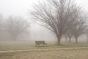 Winter mist in the park, Cultivated, Canberra, Australia