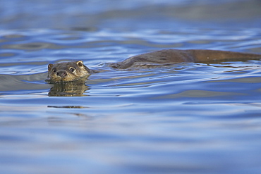 Otter (Lutra lutra) swimming in blue water Argyll Scotland, UK