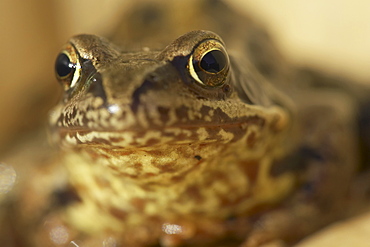 Common Frog (Rana temporaria), close up portrait. Argyll, Scotland, UK