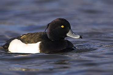 Tufted Duck (Aythya fuligula) portrait of male in blue water of canal in early morning sunlight, close up  , Scotland