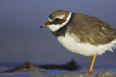 Ringed Plover (Charadrius hiaticula) with a beak full of food and sand after pulling a grub out of a sandy beach. Gott ba, Argyll, Scotland, UK