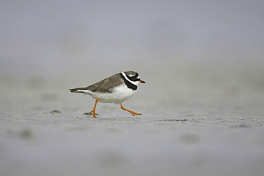 Ringed Plover (Charadrius hiaticula) running along beach in search of grubs in the sand. Gott bay, Argyll, Scotland, UK