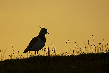 Lapwing (Vanellus vanelllus) silhouetted against a setting sun. Scarinish, Argyll, Scotland, UK