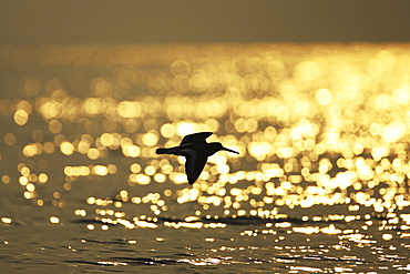 Oystercatcher (Haematopus ostralegus) flying, silhouetted against sunrise reflected in water Argyll Scotland, UK