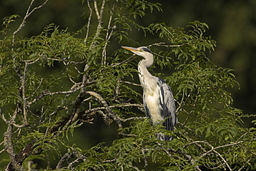 Grey Heron (Ardea cinerea) perched in a tree looking to side, neck stretched. Herons occasionaly roost or perch in trees. This one was perched while having a preen and stayed there for atleast 3 hours..  Argyll, Scotland