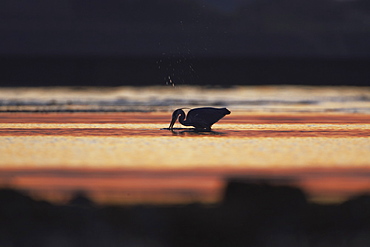 Grey Heron (Ardea cinerea), silhouetted against early morning sunlight. Angus, Scotland, UK