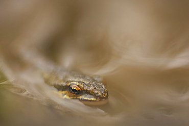 Palmate Newt (Triturus helvetica), submerged in puddle while on the move Argyll Scotland, UK