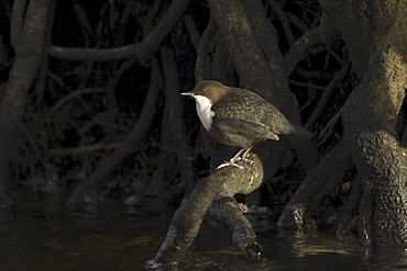 Dipper (Cinclus cinclus) perched on tree roots bathed in early morning light. Argyll, Scotland, UK