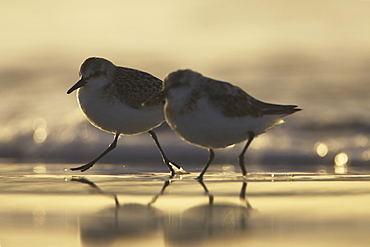 Sanderling (Calidris alba) running from incoming waves early in the morning silhouetted against the orange early light. Soroby. Argyll,. Scotland, UK