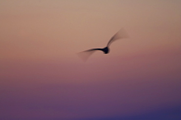 Curlew (Numenius arquata) silhouetted against early sunrise, slow shutter spped. Angus, Scotland, UK