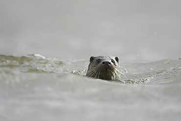 Otter (Lutra lutra) head above water on a grey damp day Argyll Scotland, UK