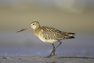 Bar-Tailed Godwit (Limosa lapponica) walking while foraging for food on beach, back foot up. Gott Bay, Argyll,. Scotland, UK