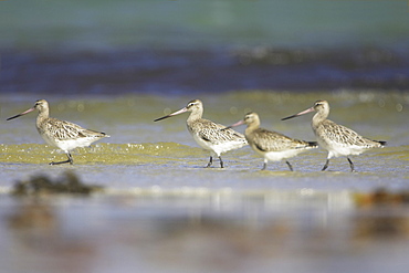 Bar-Tailed Godwit (Limosa lapponica) group of four walking together along beach searching for food. Gott Bay, Argyll, Scotland, UK