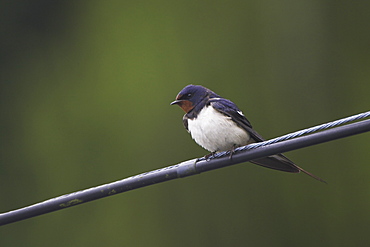 Swallow (Hirundo rustica) preening on power lines and cables, front facing. Swallows often perch on power lines and telephone cables, calling, resting and preening..  Argyll, Scotland