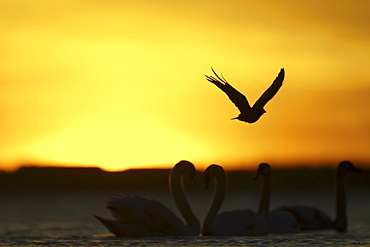 Carrion Crow (Corvus corone corone) silhouetted in mid flight, against sunrise with Mute Swans (Cygnus cygnus) in foreground. Angus, Scotland, UK