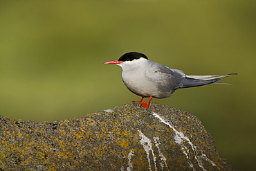 Arctic Tern (Sterna paradisaea) perched on rock. Ganavan, Oban, Scotland, UK