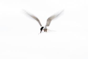 Arctic Tern (Sterna paradisaea) flying. Ganavan, Oban, Scotland, UK