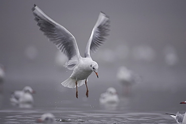 Black-Headed Gull (larus ridibundus) flying over a city pond in winter looking down. Glasgow, Hyndland Park, Argyll, Scotland, UK