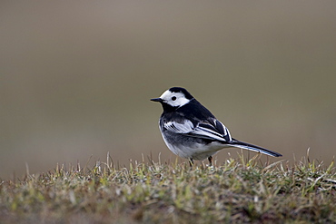 Pied Wagtail (Motacilla alba ssp yarellii) standing on coastal grass.  Isle of Mull, Argyll and the Islands, Scotland, UK