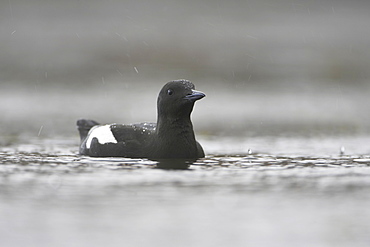 Black Guillemot (Cepphus grylle) swimming in the middle of Oban Bay in the rain.  Black Guillemots nest in drains and holes in the sea wall in the middle of Oban town centre. Argyll, Scotland, UK