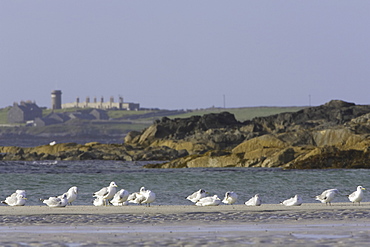 Common Gull (Larus canus) preening and resting on beach with building behind. Soroby. Argyll, Scotland, UK