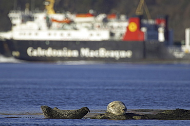 Common Seal (Phoca vitulina) resting on rock calmac ferry in background. Argyll, Scotland, UK