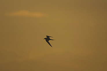 Arctic Tern (Sterna paradisaea) flying silhouetted against orange early morning sky. Soroby, Argyll, Scotland, UK