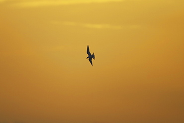 Arctic Tern (Sterna paradisaea) flying silhouetted against orange early morning sky, Soroby, Argyll, Scotland, UK