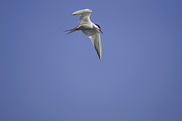 Common Tern (Sterna hirundo) flying in Oban town centre while fishing. Oban, Argyll. Scotland, UK