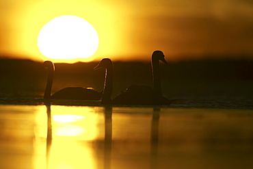 Mute Swan (Cygnus olor) silhouetted against rising sun Angus Scotland, UK