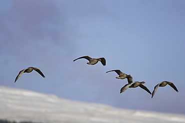 Greylag Goose (Anser anser) flying over snowy mountain, in formation. Argyll, Scotland, UK