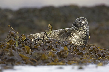 Common Seal (Phoca vitulina) in bed of seaweed on rocks. Argyll, Scotland, UK