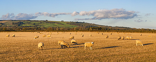 Sheep in the Cotswolds, Tewkesbury, Gloucestershire, England, United Kingdom, Europe 