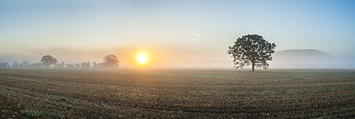 Misty tree at sunrise, Broadway, The Cotswolds, Gloucestershire, England, United Kingdom, Europe 