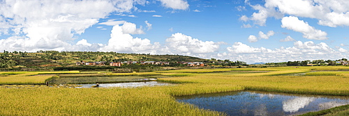 Rice paddy fields on RN7 (Route Nationale 7) near Ambatolampy in the Central Highlands, Madagascar, Africa