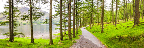 Forest at Buttermere, Lake District National Park, UNESCO World Heritage Site, Cumbria, England, United Kingdom, Europe