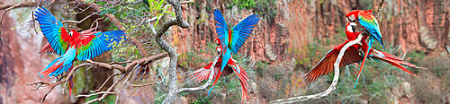 Red-and-green Macaws (Ara chloropterus), Buraco das Araras, Mato Grosso do Sul, Brazil, South America