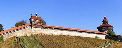 Dicker Turm Tower and Castle with vineyards in autumn, Esslingen, Baden Wurttemberg, Germany, Europe