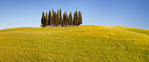 Group of cypress trees, near San Quirico, Val d'Orcia (Orcia Valley), UNESCO World Heritage Site, Siena Province, Tuscany, Italy, Europe