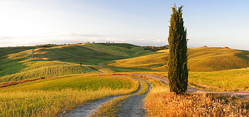 Tuscan landscape with cypress tree, near San Quirico, Val d'Orcia (Orcia Valley), UNESCO World Heritage Site, Siena Province, Tuscany, Italy, Europe