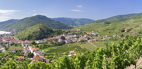 Vineyards in summer, Danube River, Spitz, Cultural Landscape Wachau, UNESCO World Heritage Site, Austria, Europe