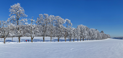 Alley of trees in winter, Swabian Jura, Baden-Wurttemberg, Germany, Europe