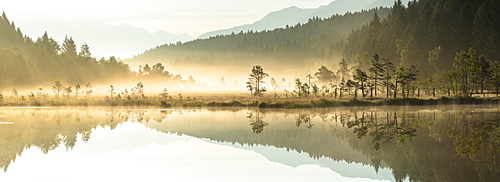 Panoramic of trees mirrored in Pian di Gembro Nature Reserve during a misty sunrise, Aprica, Valtellina, Lombardy, Italy, Europe