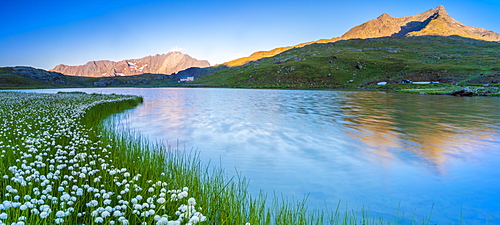 Panoramic of Monte Gavia mirrored in Lago Bianco surrounded by cotton grass, Gavia Pass, Valfurva, Valtellina, Lombardy, Italy, Europe