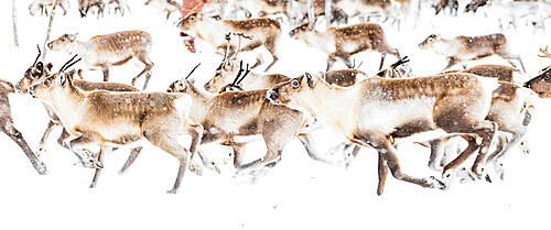 Reindeer herded by Sami people running fast in the white landscape during a snowfall, Lapland, Sweden, Scandinavia, Europe